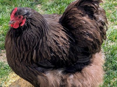 SexLink Orpington Chicks, NPIP, discount for local