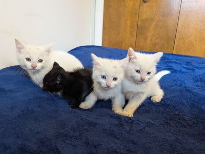 Adorable Fluffy Kittens