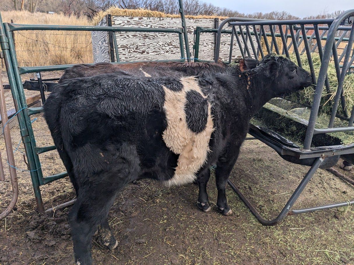 Cow, Galloway heifer