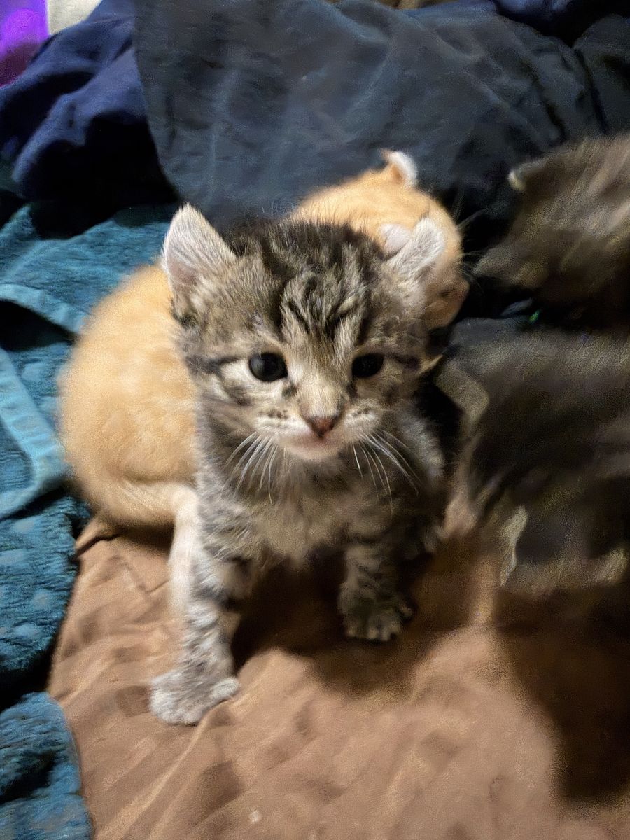 Bengal Kittens With DWarf Ears