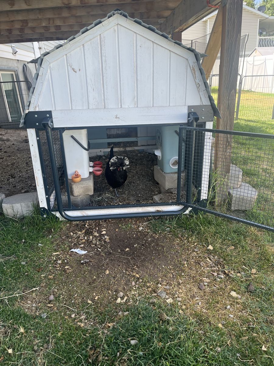 Used Outdoor Chicken Coop - Small Animal Shelter & chickens