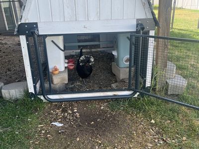 Used Outdoor Chicken Coop - Small Animal Shelter & chickens