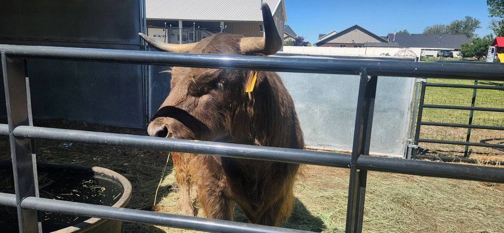Highland purebred 4 year  proven Bull