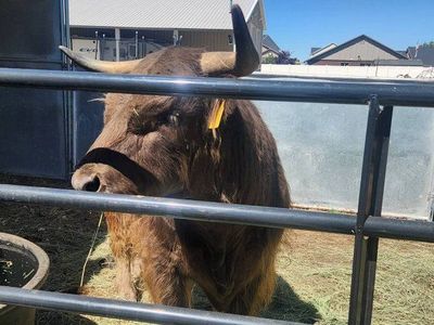 Highland purebred 4 year proven Bull