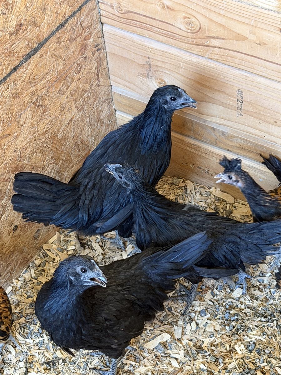 cemani chicken