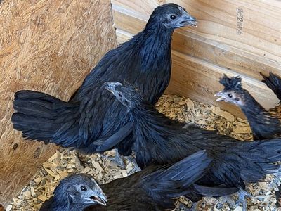 cemani chicken