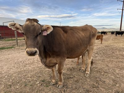 A2/A2 Brown Swiss Milk Cow