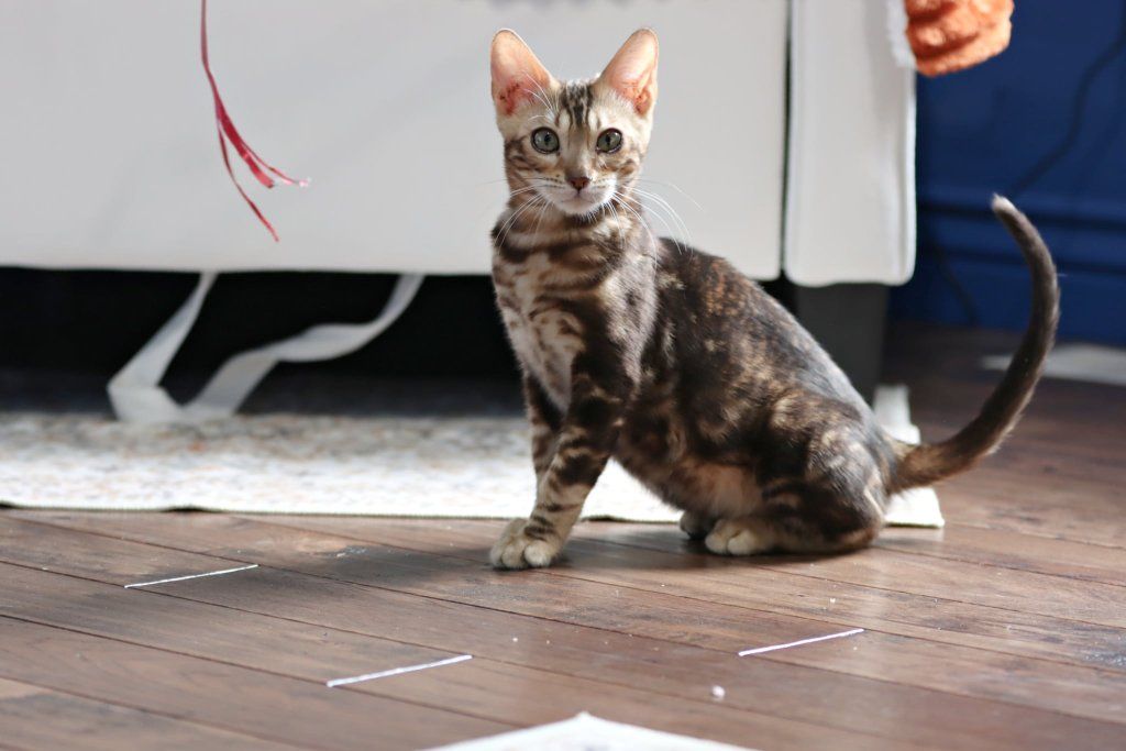 Bengal kitten