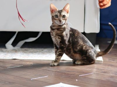Bengal kitten