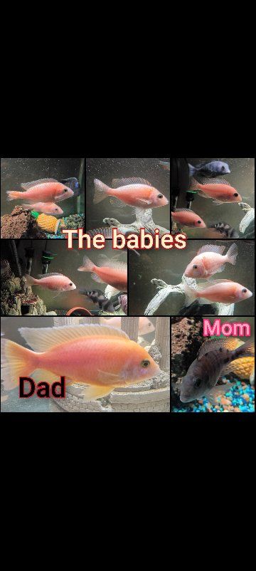 Freshwater Cichlid Fish 