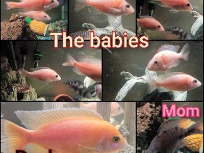 Freshwater Cichlid Fish