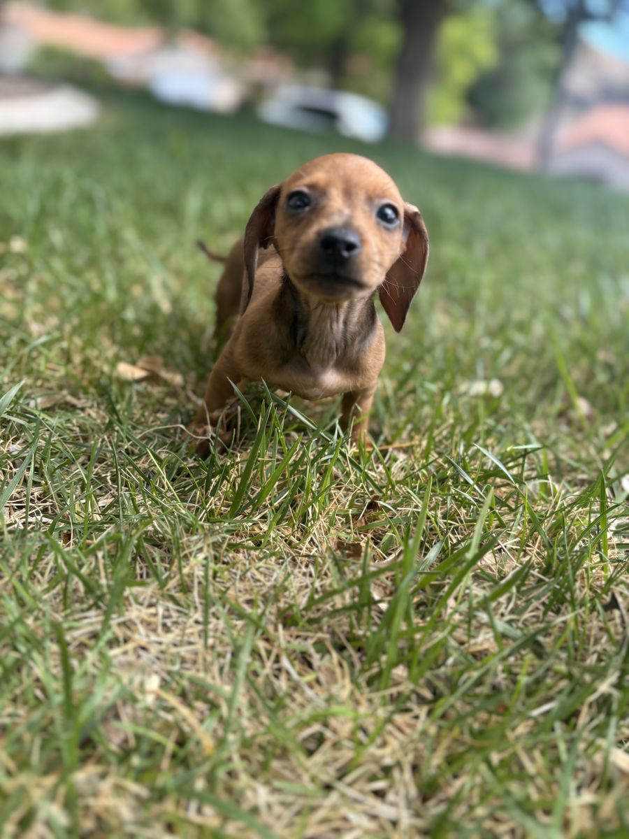 Mini Dachshund puppies