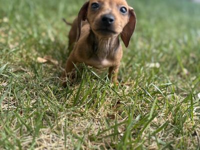 Mini Dachshund puppies