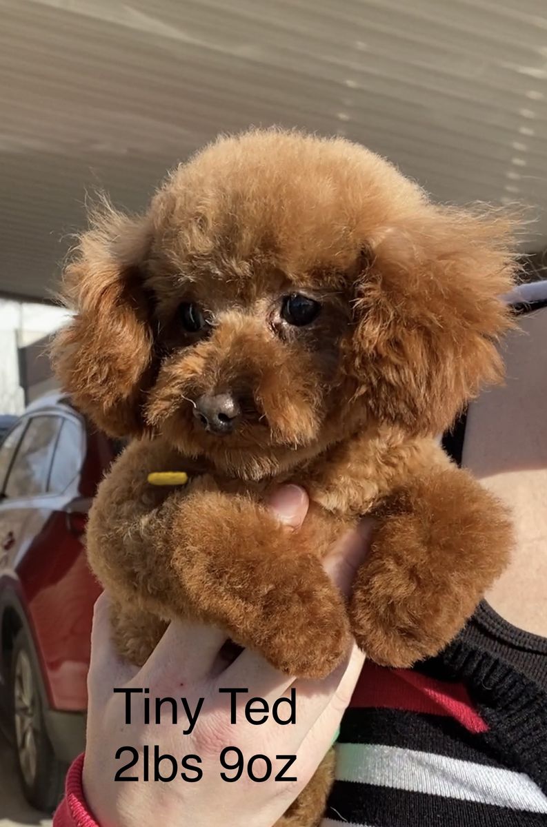 Tiny Ted toy poodle 2.5lbs