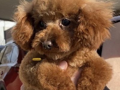 Tiny Ted toy poodle 2.5lbs