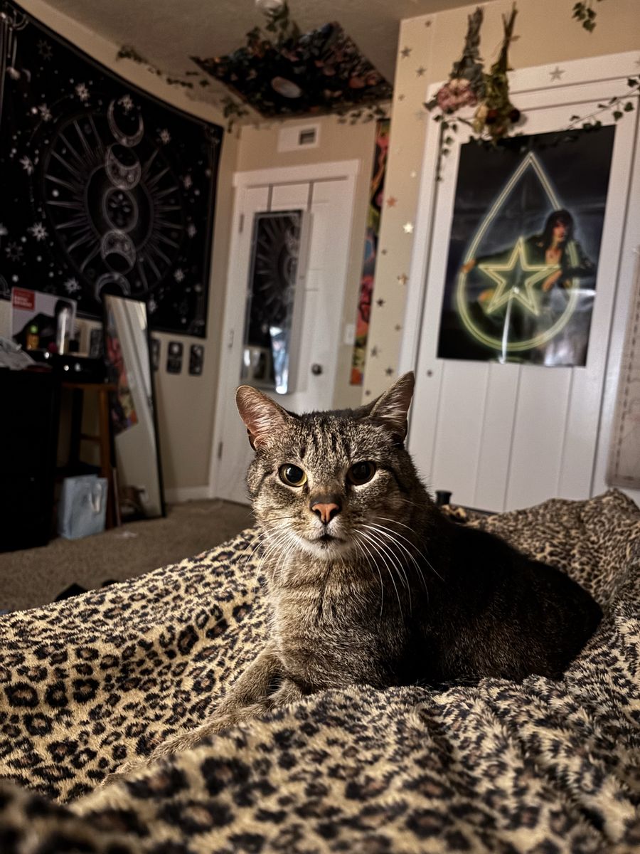 Hauss, sweet cuddly tabby boy