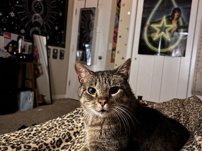 Hauss, sweet cuddly tabby boy