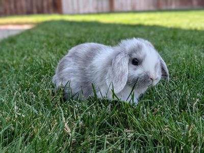 Holland Lop Baby Bunnies