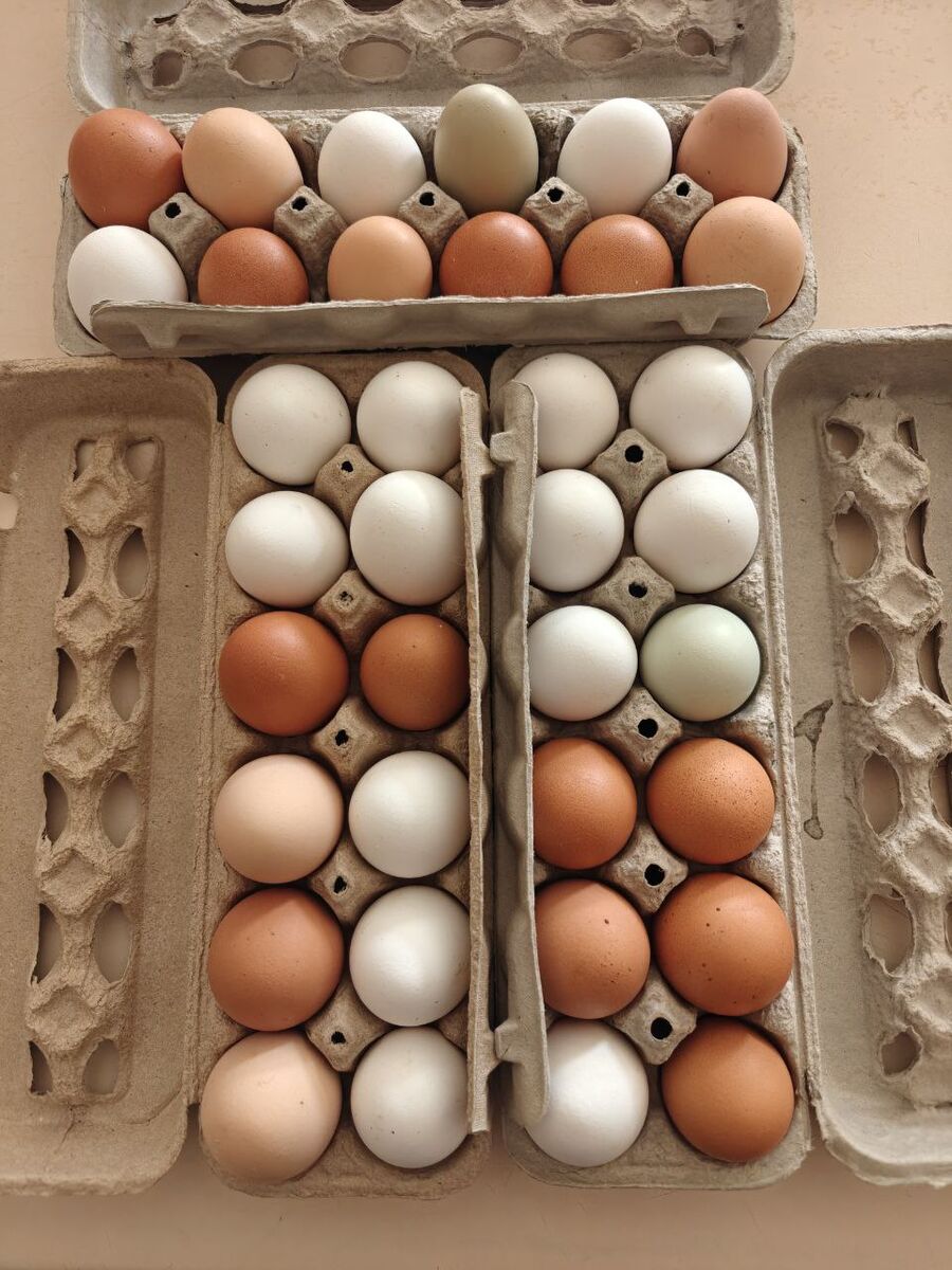 Farm Fresh Free Range Chicken