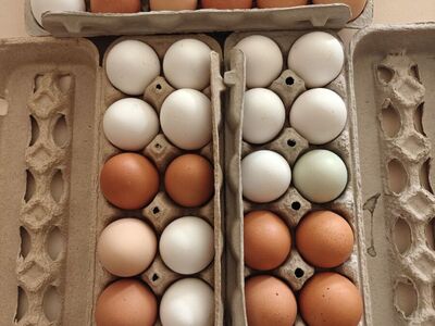 Farm Fresh Free Range Chicken