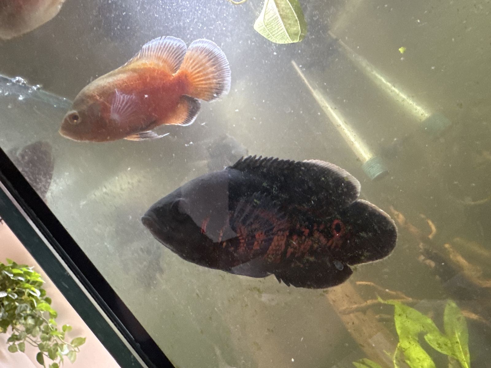 2 Oscar fish
