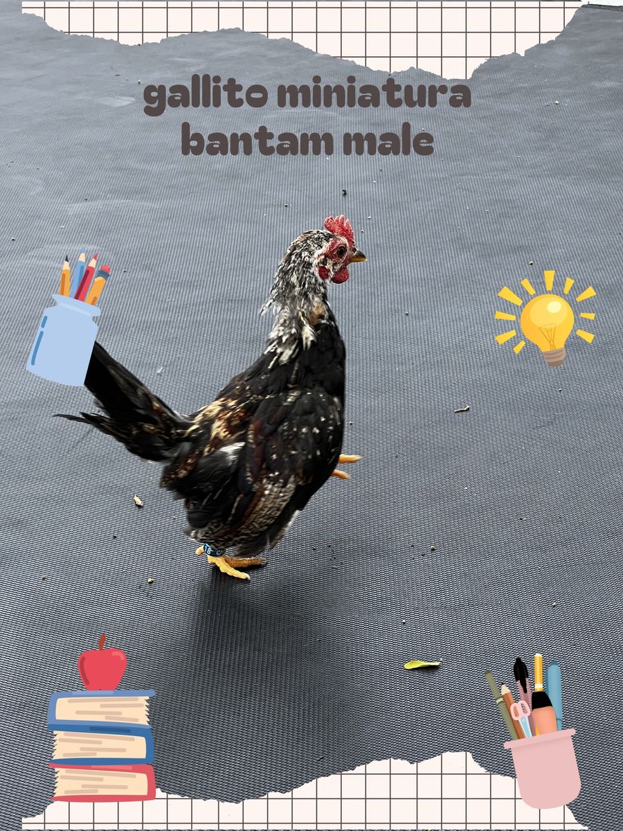 Bantam gallitos miniatura