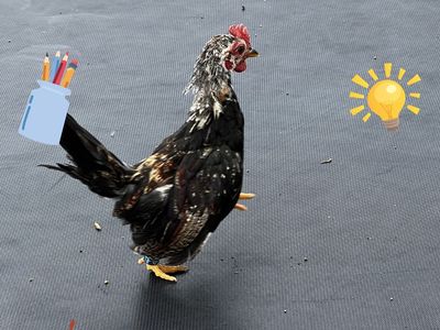 Bantam gallitos miniatura