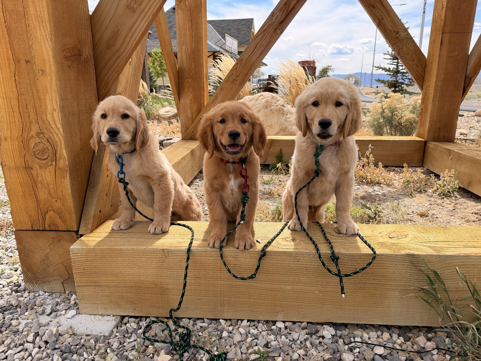 AKC Golden Retriever TRAINED
