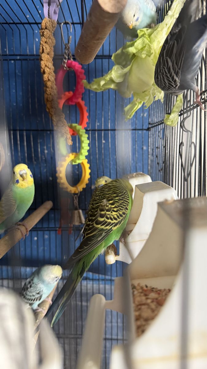 Little parakeet 2 months