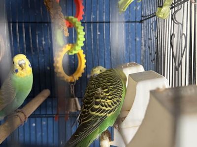 Little parakeet 2 months