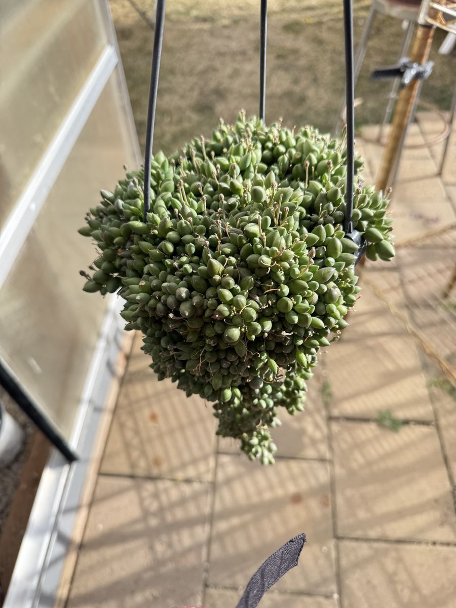 Real succulents string of raindrops in 6 inch hanging