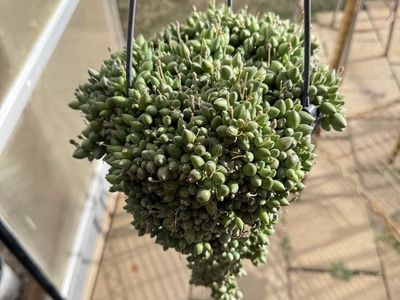 Real succulents string of raindrops in 6 inch hanging