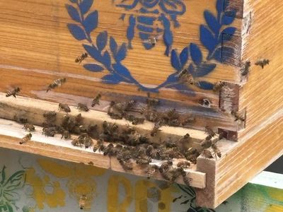 FREE BEE REMOVALS
