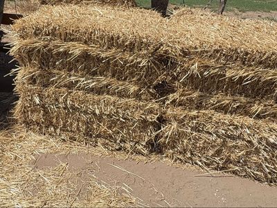 Straw Bales for Livestock Bedding or Mulch -