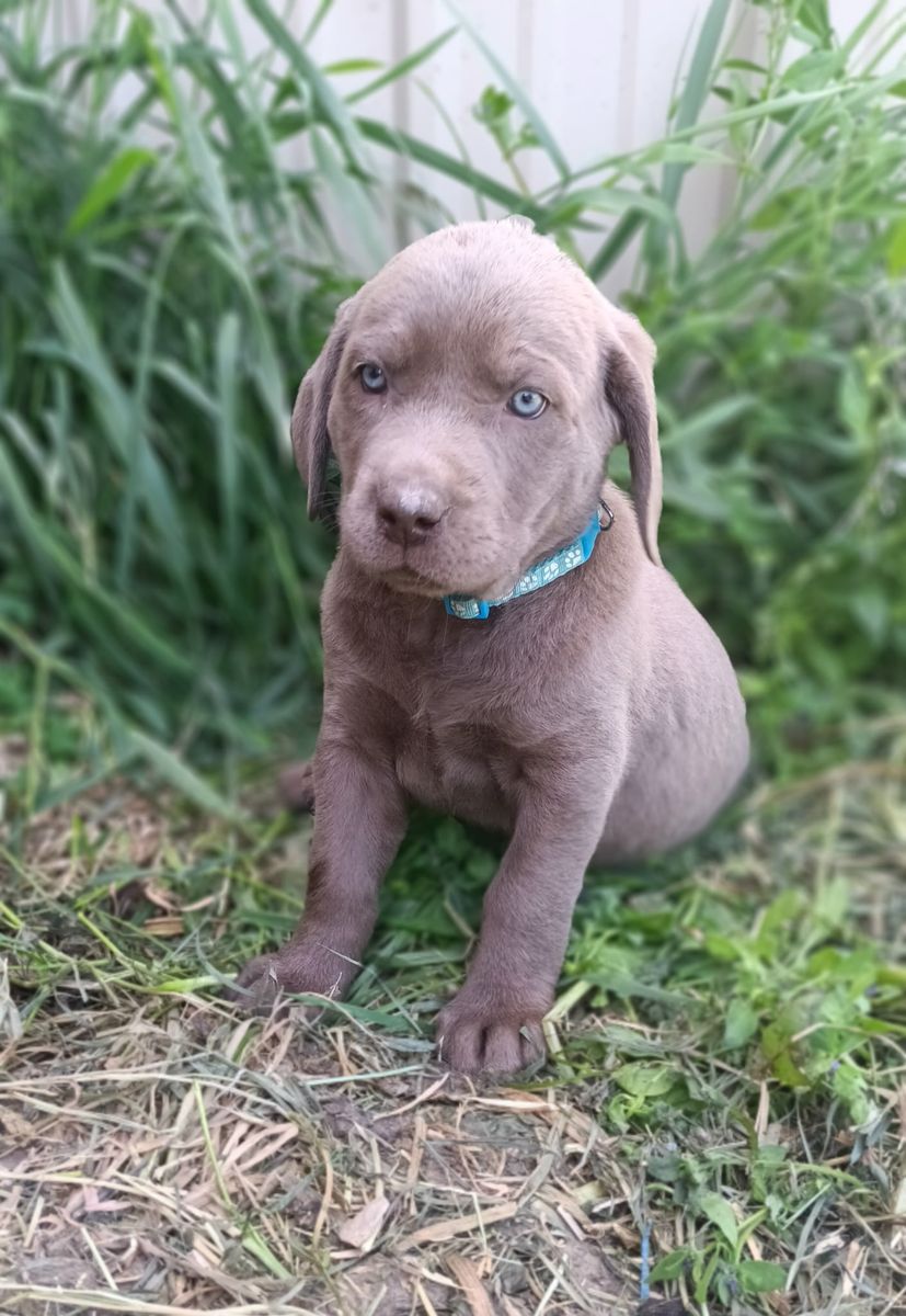 Purebred Silver and Charcoal Labrador Retriever Puppies
