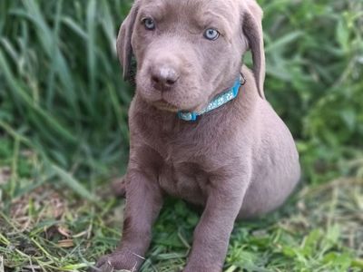 Purebred Silver and Charcoal Labrador Retriever Puppies