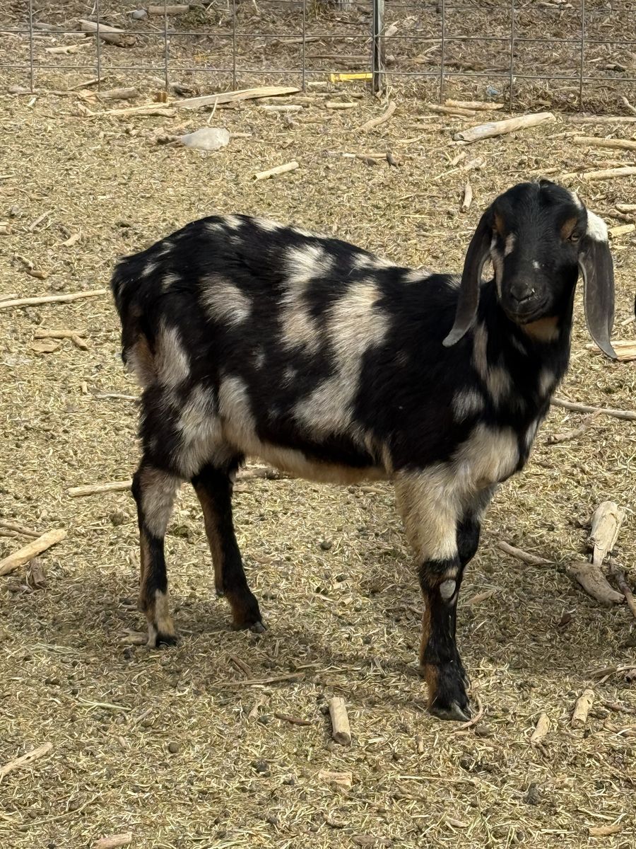 Spotted Nubian Buck