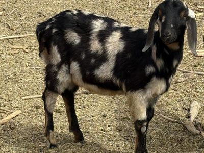 Spotted Nubian Buck
