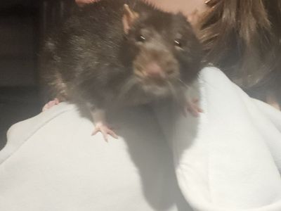 Rat
