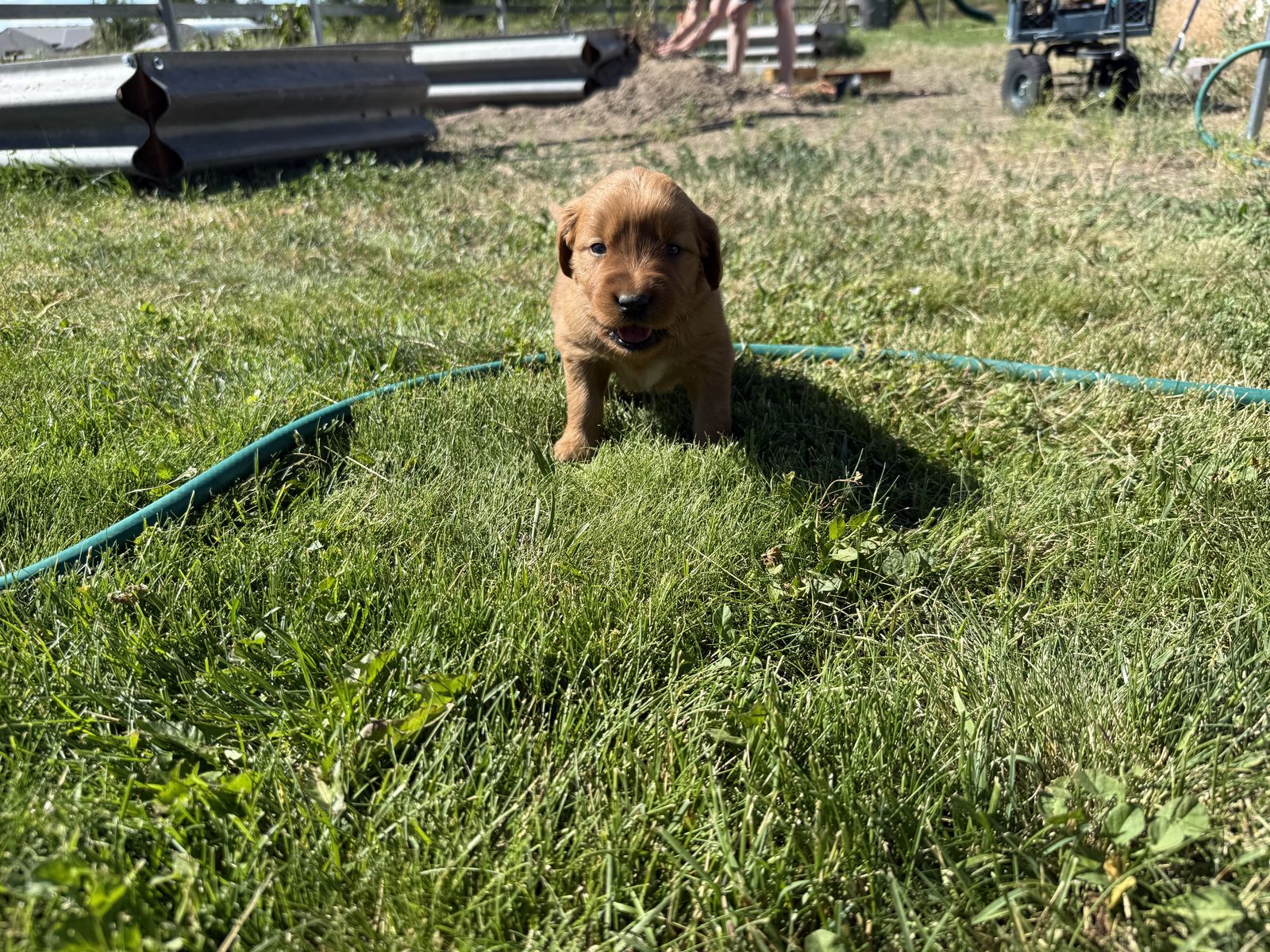 AKC DARK RED GOLDEN RETRIEVER PUPPIES