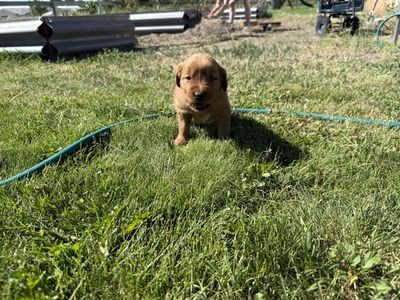AKC DARK RED GOLDEN RETRIEVER PUPPIES