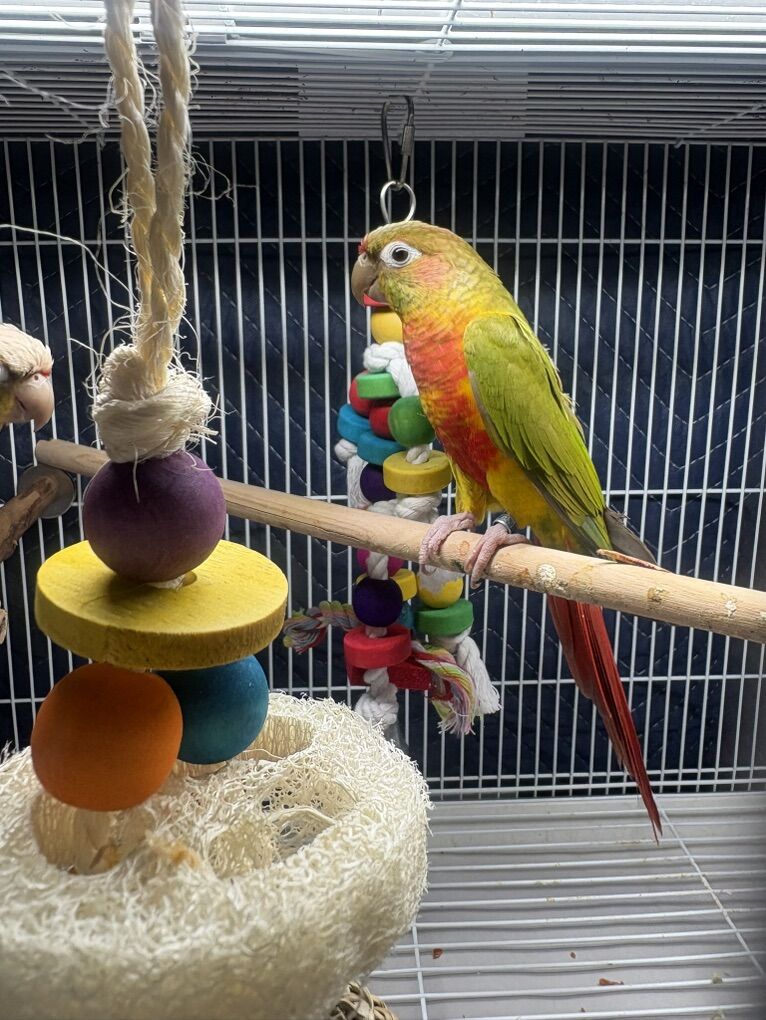 Pineapple gren cheek conures