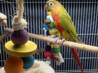 Pineapple gren cheek conures
