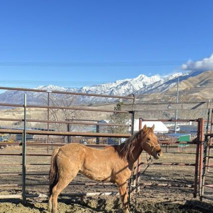 Free 2023 dun Mustang