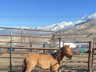 Free 2023 dun Mustang