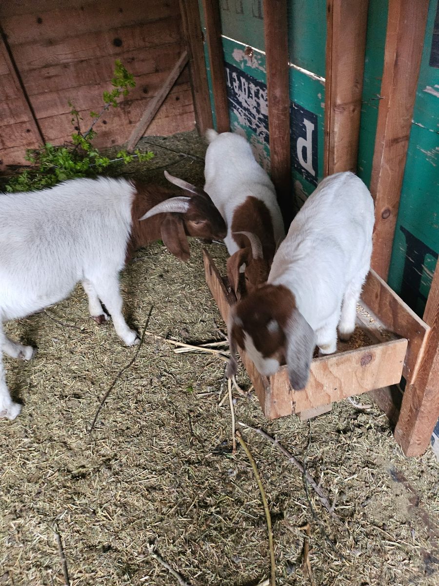 Boer Goats - Various Ages, White & Brown Markings - Farm Livestock