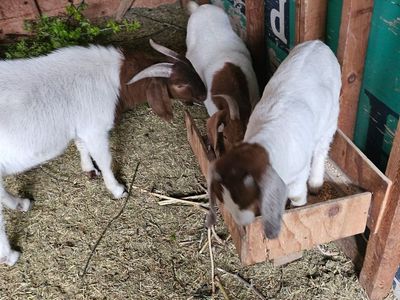 Boer Goats - Various Ages, White & Brown Markings - Farm Livestock
