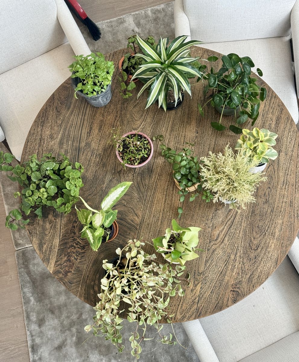 Healthy BIG and various House Plants with pots