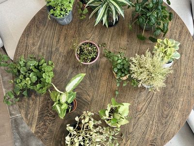 Healthy BIG and various House Plants with pots