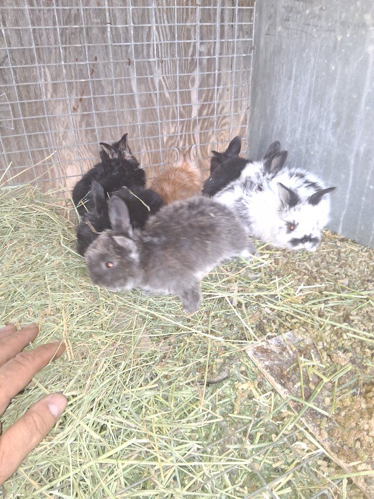 PUREBRED ENGLISH ANGORA BUNNIES